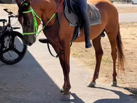 Pastuv, Karabakh horse — fotografija 1