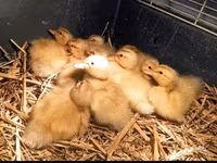 Ducks — zdjęcie 1