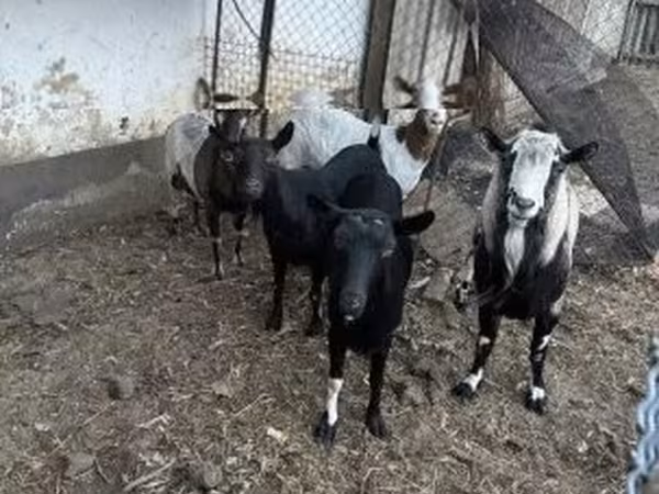 Bode, Cabras — Hungria