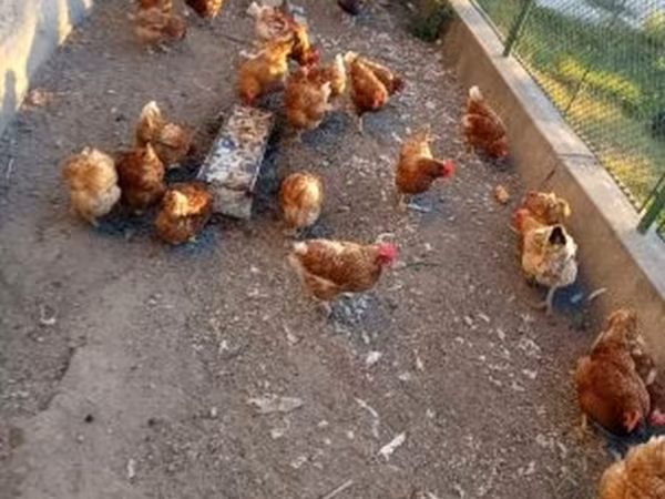 Chickens