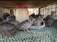 Quails — zdjęcie 1