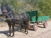 Koń, Konie — zdjęcie 1