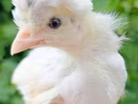 Chickens — Foto 2