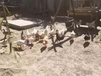 Chickens — foto 1