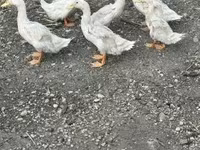 Ducks — zdjęcie 2