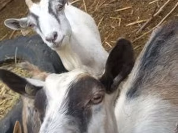 Cabra, Cabras