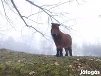 公马, Horses — 照片 3
