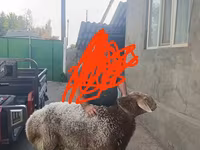 Widder, Tian-Shan semifinewool sheep — Foto 2