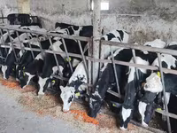Bik, Russian Black pied cattle — fotografija 3