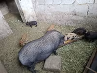 豚（ロット、性別未指定） — 写真 1