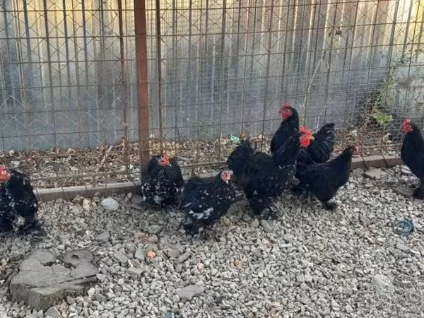 Pekin Bantam