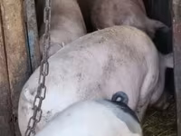 मादा सूअर, Крупная белая — फ़ोटो 2