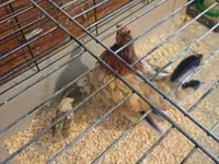 Chickens — फ़ोटो 1