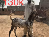 Goats (batch, sex not specified), Najdi goat — photo 5