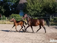 Mare, Lipizzaner — photo 4