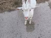 Ешкі, Saanen goat — 2-сурет