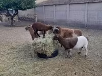 雄羊, Cameroon sheep — 写真 6