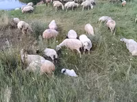 Вівця, Balbas sheep — фото 6