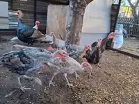 Turkeys — fotografija 1