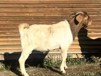 Ziege, Toggenburg goat — Foto 4
