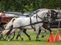 Pastuv, Hungarian horse breed — fotografija 2