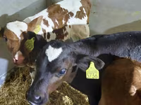 Goveda (partija, pol nije naveden), Simmental cattle — fotografija 1