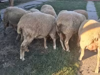 雄羊, Ile-de-France sheep — 写真 4