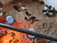 Chickens — الصورة 1