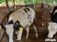 母牛, Belgian Blue — 照片 3