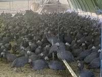 Guinea fowl — foto 2