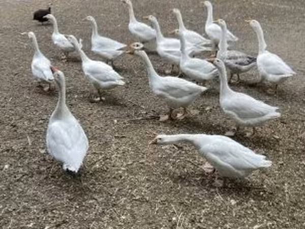 Geese — Угорщина