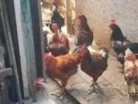Chickens — Foto 4