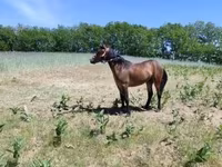 母马, Horses — 照片 4