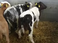 牛只（批次，未指定性别）, Cattle — 照片 6