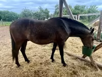 Koń, Lipizzaner — zdjęcie 4