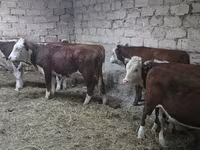 गाय, कजाख़स्तानी सफेद सिर वाली गाय — फ़ोटो 1