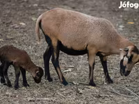 Schaf, Cameroon sheep — Foto 2