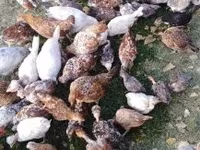 Chickens — الصورة 4