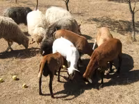 公羊, Cameroon sheep — 照片 2