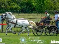 Kobila, Lipizzaner — fotografija 1