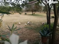 Chickens — 照片 2