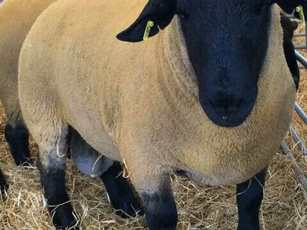 Ovan, Dorper sheep