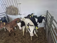 ثور, Russian Black pied cattle — الصورة 5