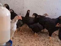 Chickens — الصورة 3