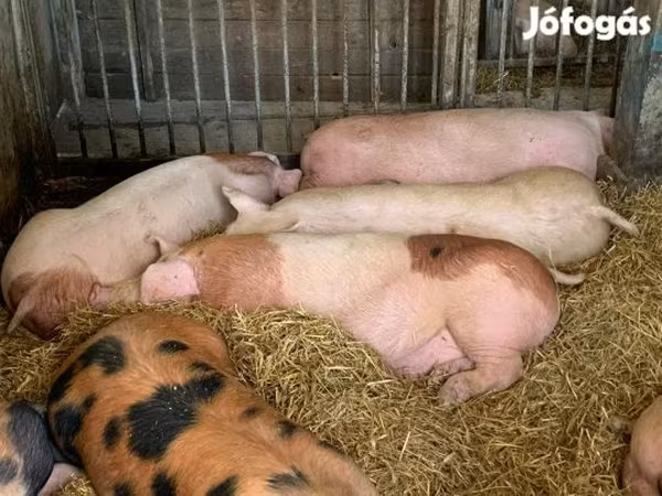 母猪, Pigs