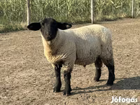 公羊, White Suffolk sheep — 照片 2