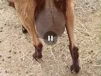 Koza, Saanen goat — fotografija 7