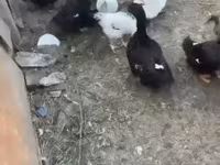 Ducks — الصورة 1