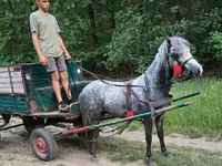 Koń, Konie — zdjęcie 4