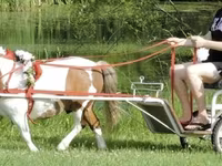Pastuv, Miniature horse — fotografija 4